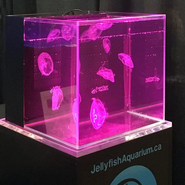 Crystal Cube 40 Jellyfish Aquarium System Jellyfishaquarium Ca