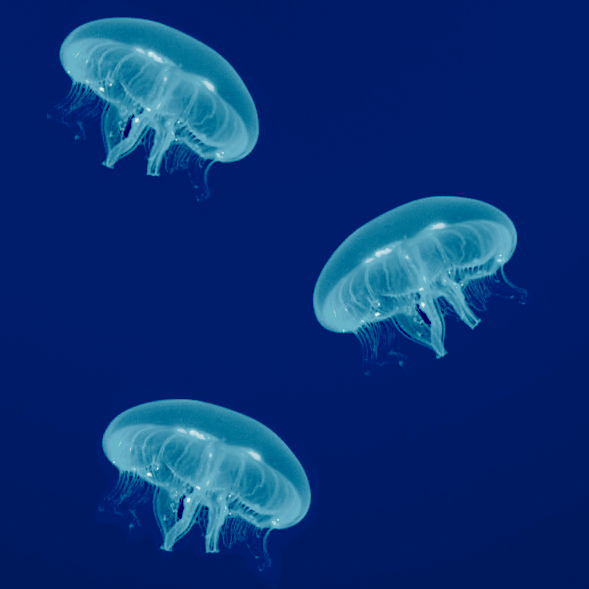 3 Moon Jellyfish (Medium) JellyfishAquarium.ca