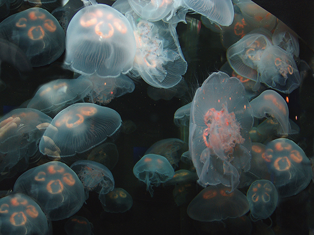 This image has an empty alt attribute; its file name is Fed-Jellyfish.jpg
