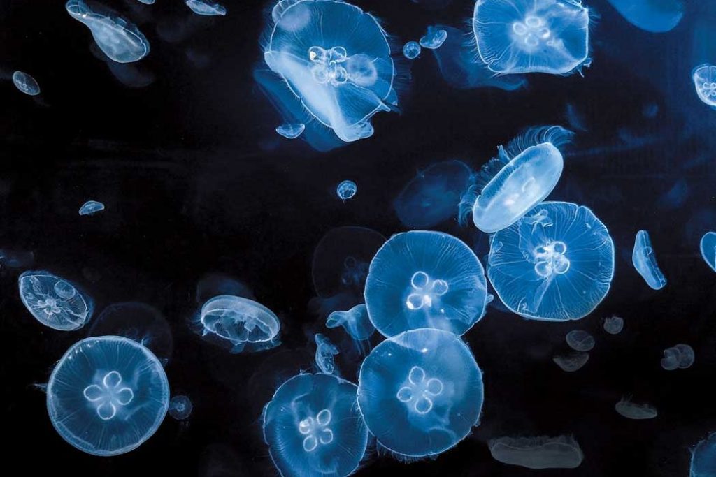 This image has an empty alt attribute; its file name is Moon-Jellies-1024x683.jpg